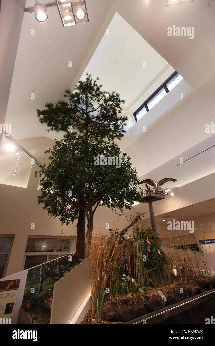 The tree exhibit in a U.S. national park showcases diverse tree species ...