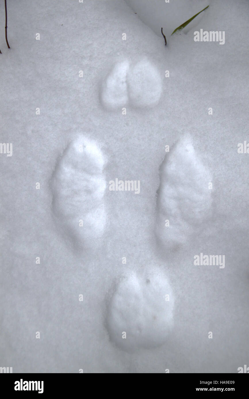 usfwsnortheast 6714464829 Photo of the Week Snowshoe Hare tracks in