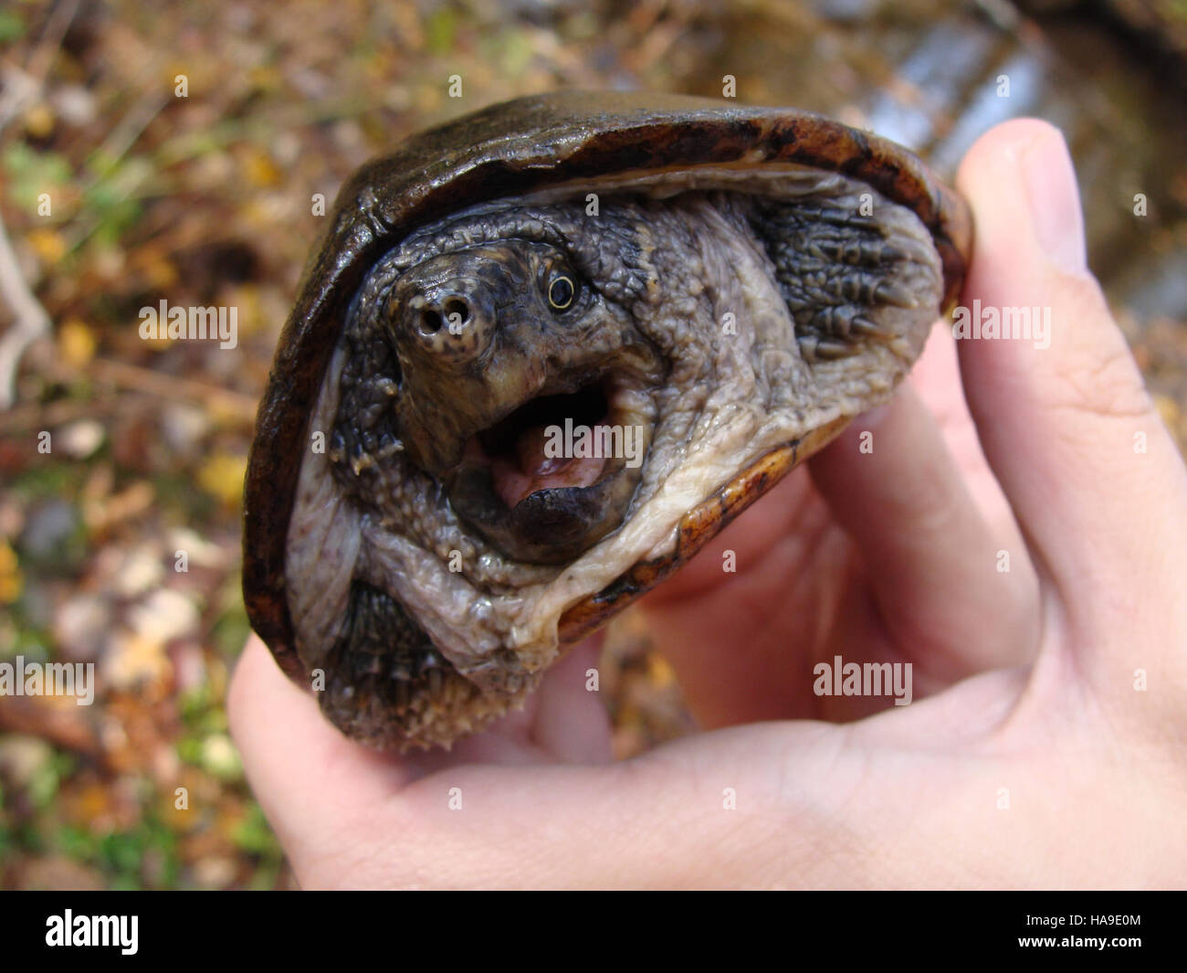 A Common Musk Turtle is seen in a national park environment ...