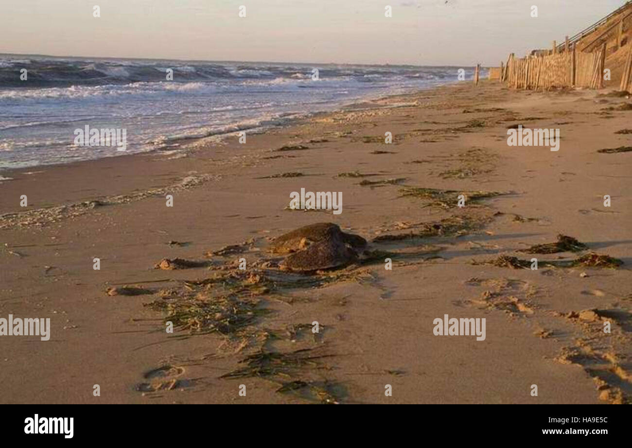 Cold-stunned sea turtles are rescued in national parks after becoming ...