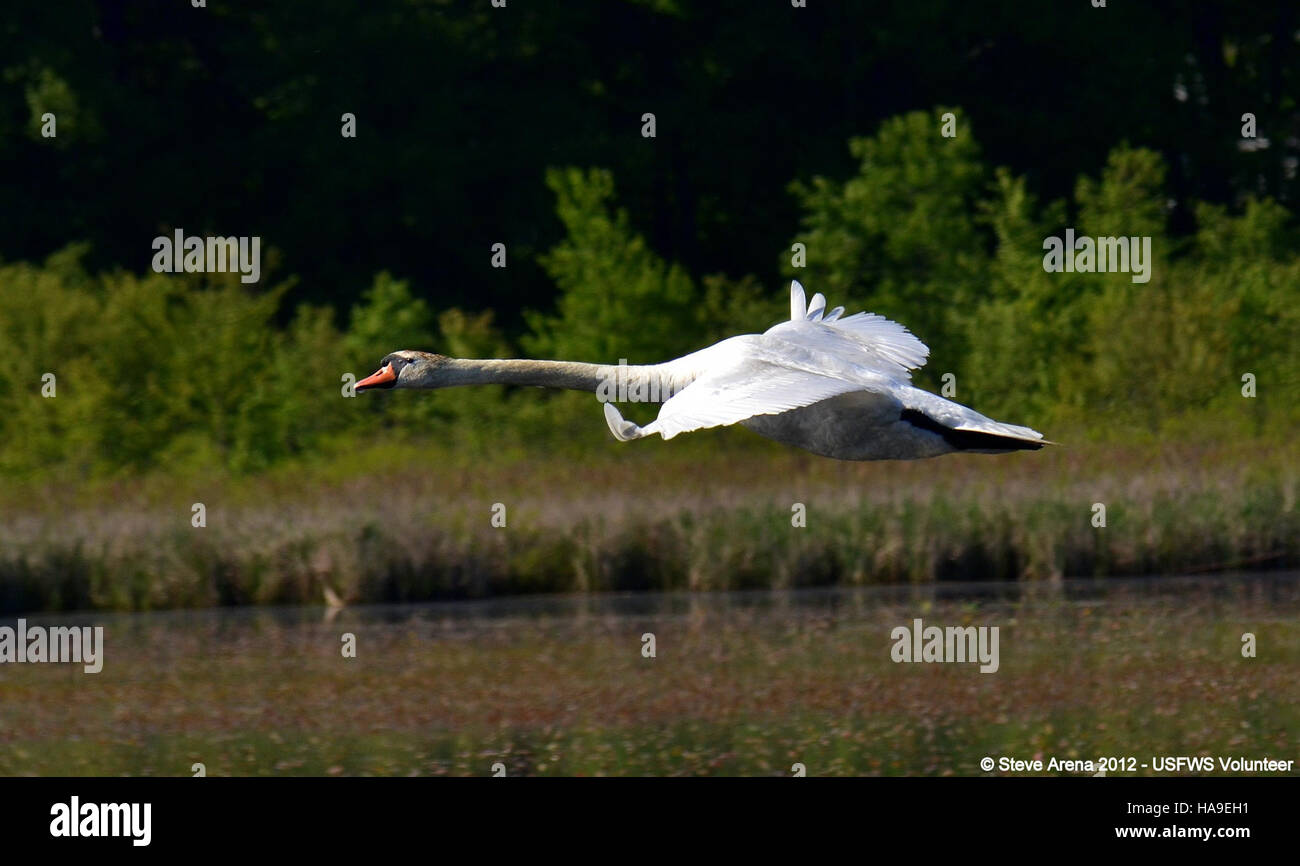 usfwsnortheast 7245778908 Mute Swan (Cygnus olor) Great Meadows NWR, Concord, MA Stock Photo