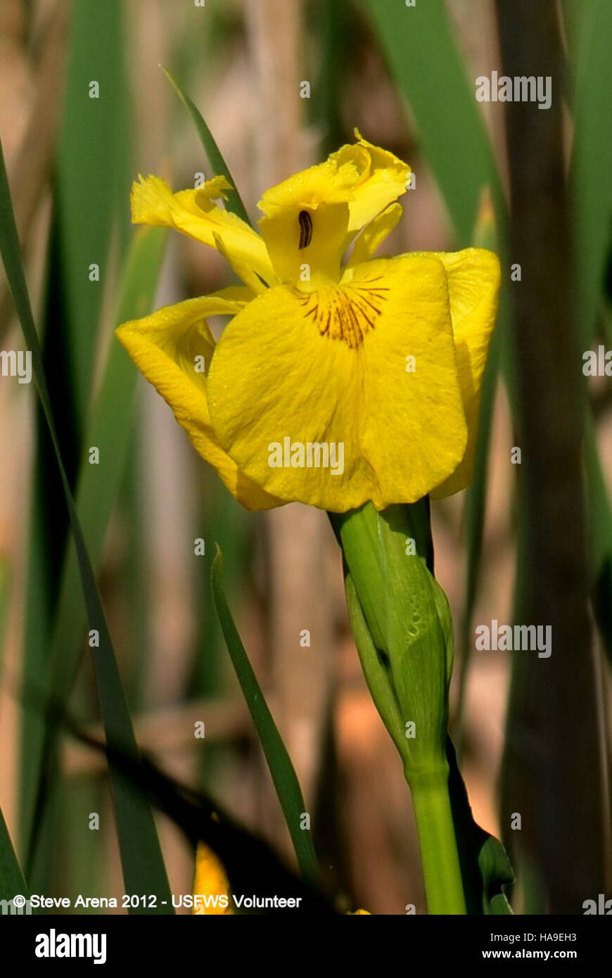 usfwsnortheast 7245779054 Yellow Flag (Iris pseudacorus) Great Meadows NWR, Concord, MA Stock Photo