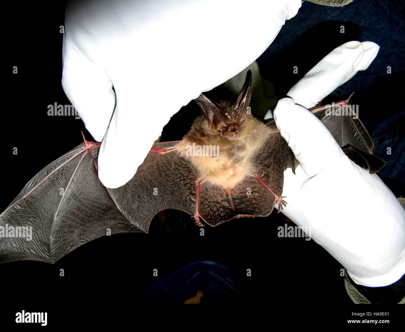 Virginia big eared bat hi-res stock photography and images - Alamy
