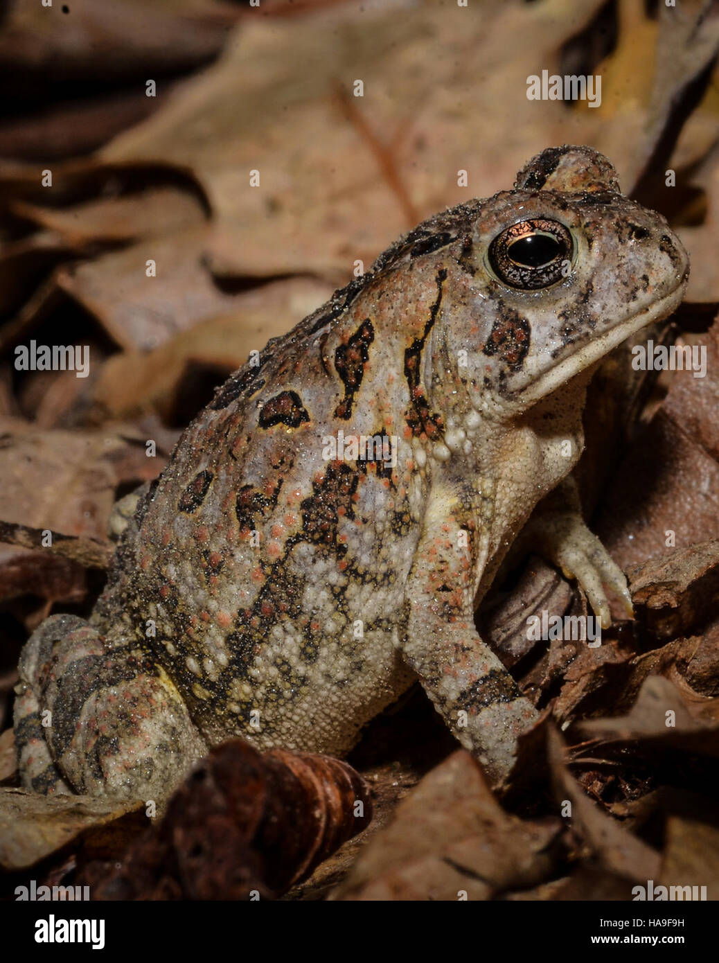 Fowlers park hi-res stock photography and images - Alamy
