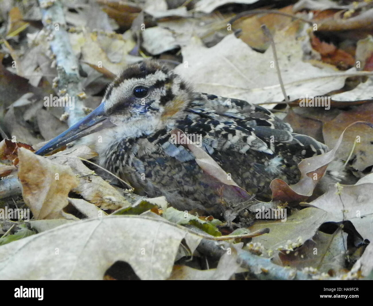 This image showcases a woodcock on its nest at the Rachel Carson National Wildlife Refuge, highlighting the species' nesting behavior. The refuge plays an important role in conserving wildlife and their habitats in the northeastern U.S. Stock Photo