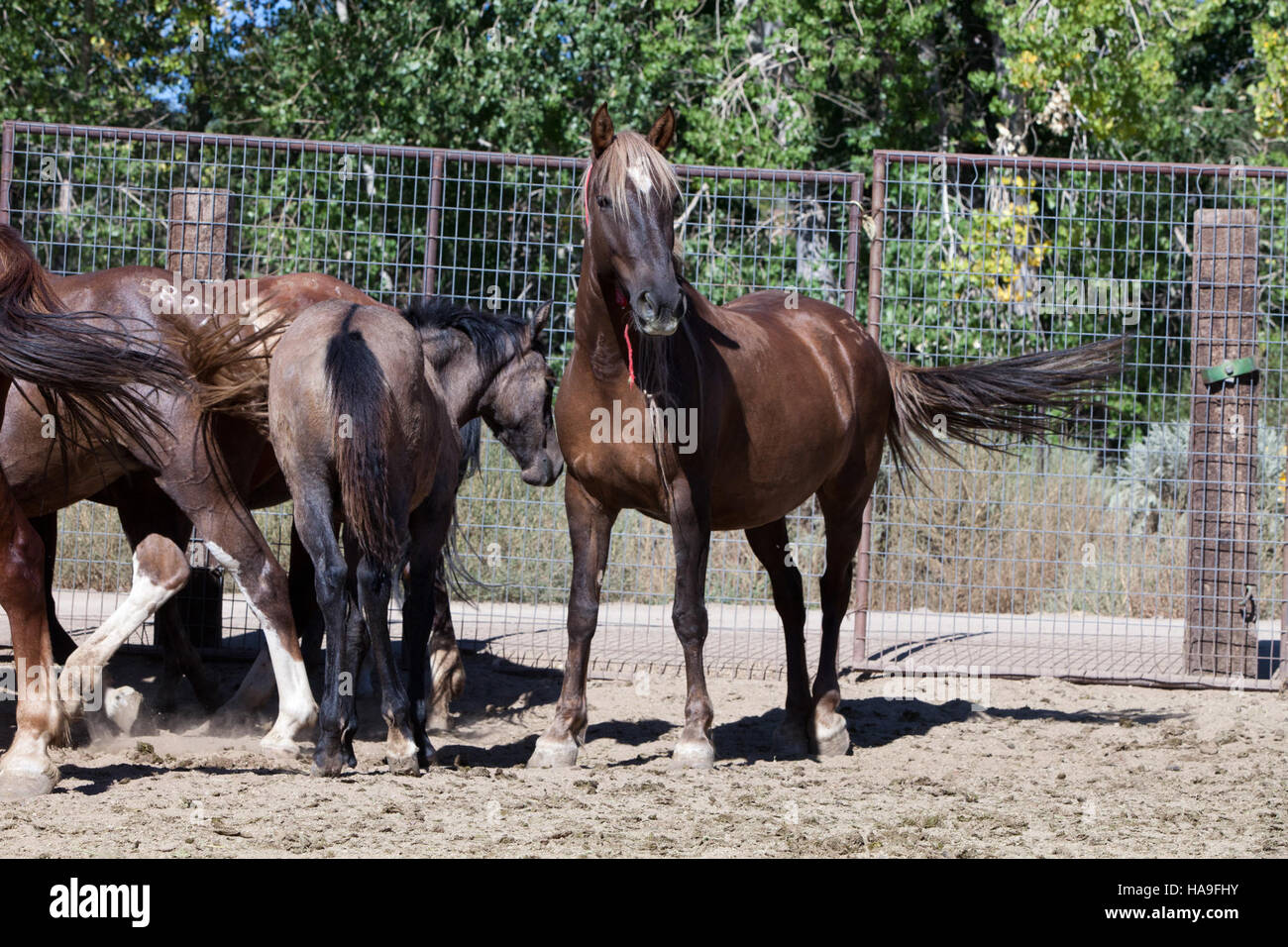 A mare grazing in the expansive landscapes of Nevada's national parks ...