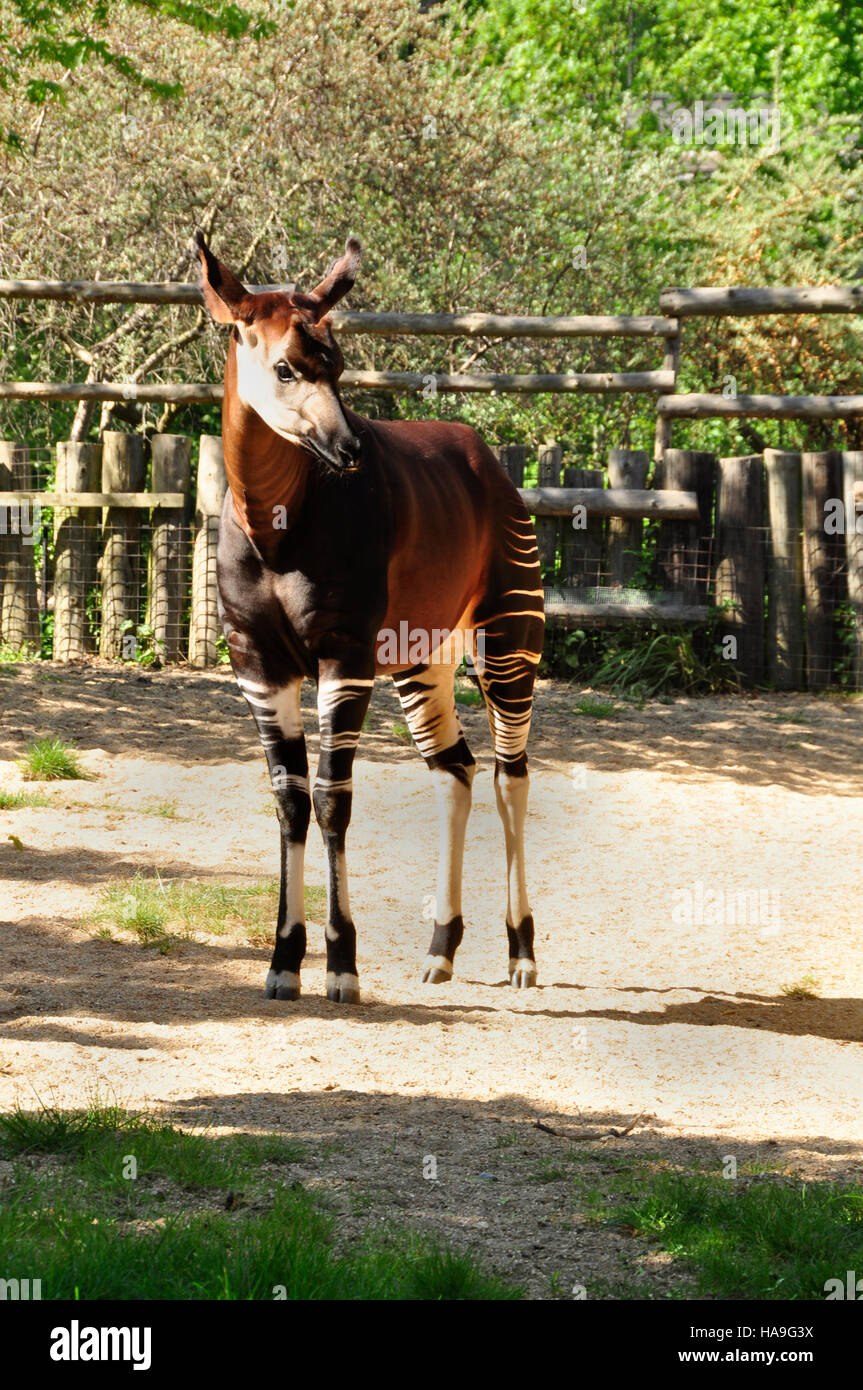Okapi (Okapia johnstoni Stock Photo - Alamy