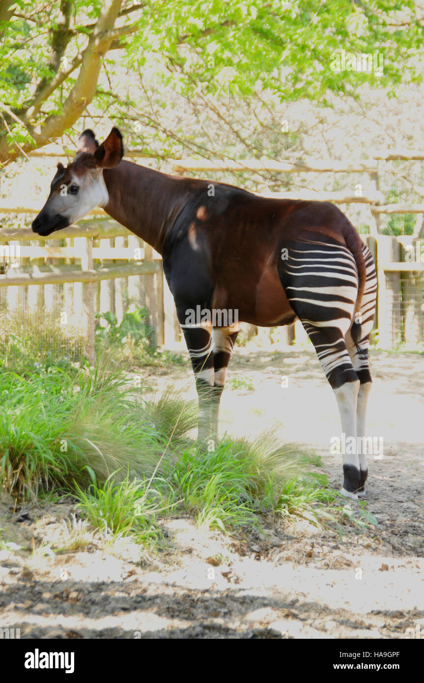 Okapi (Okapia johnstoni Stock Photo - Alamy