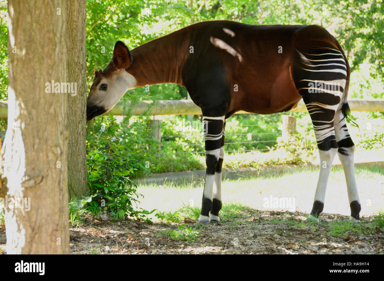 Okapi (Okapia johnstoni Stock Photo - Alamy