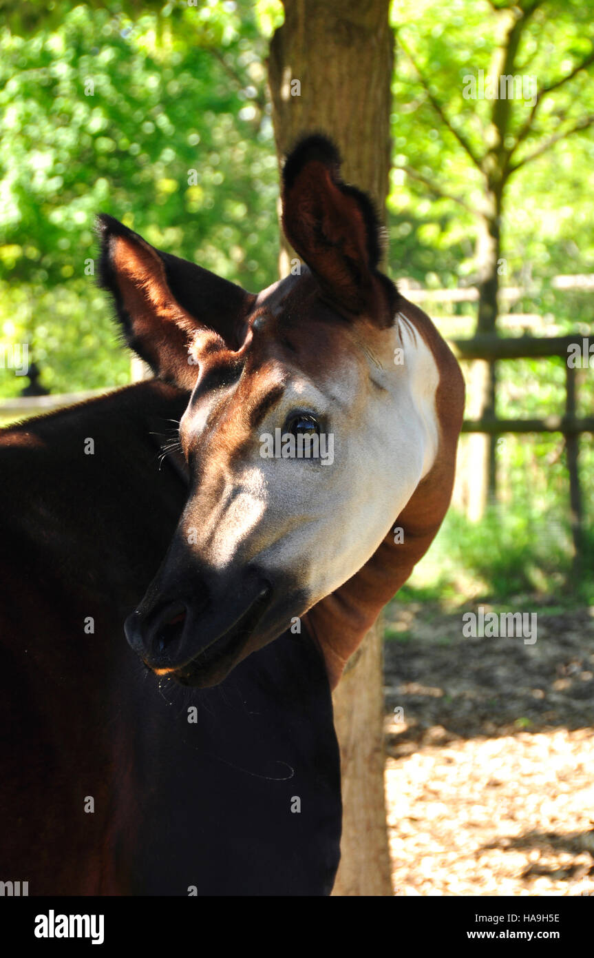 Okapi (Okapia johnstoni Stock Photo - Alamy