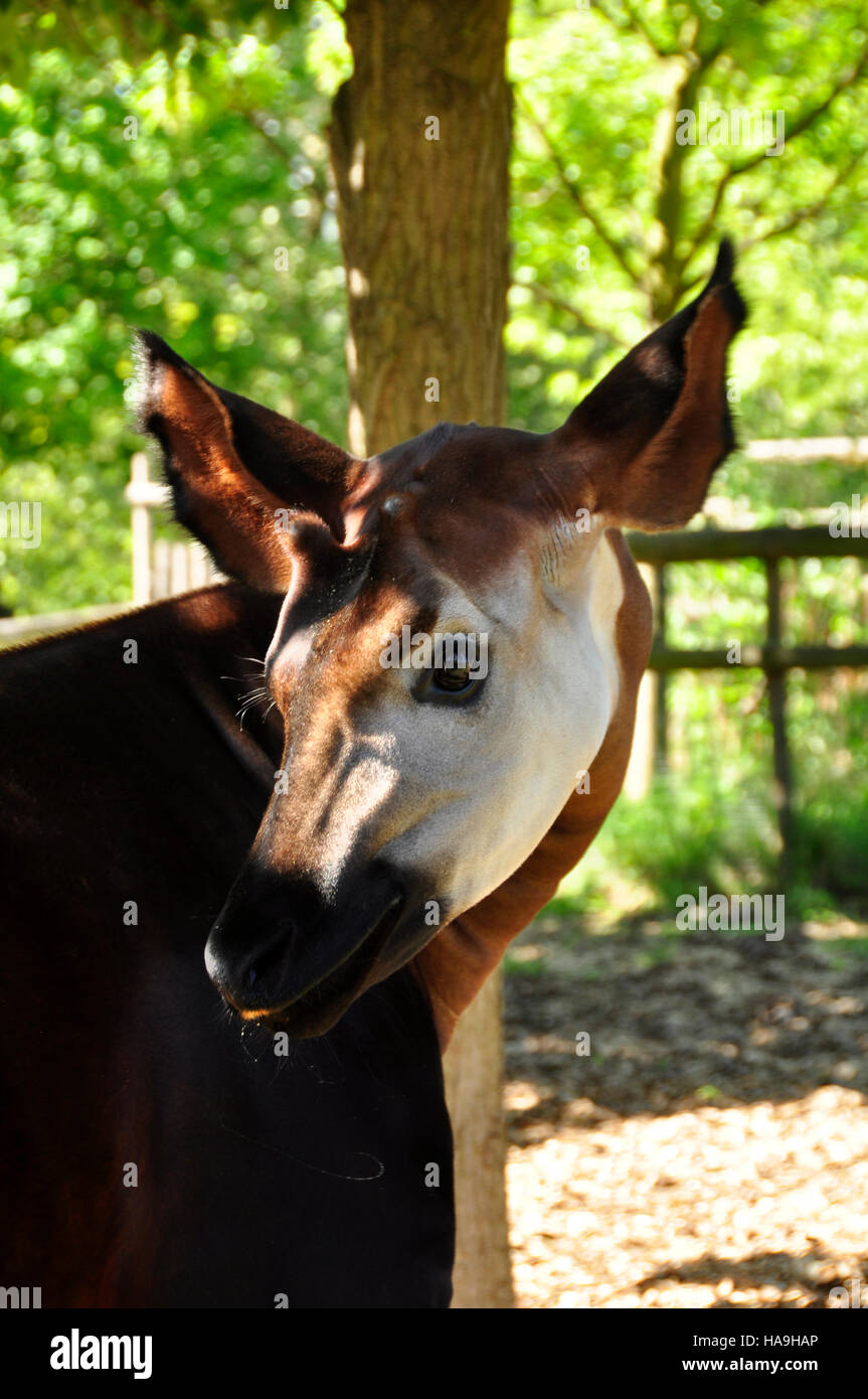Okapi (Okapia johnstoni Stock Photo - Alamy