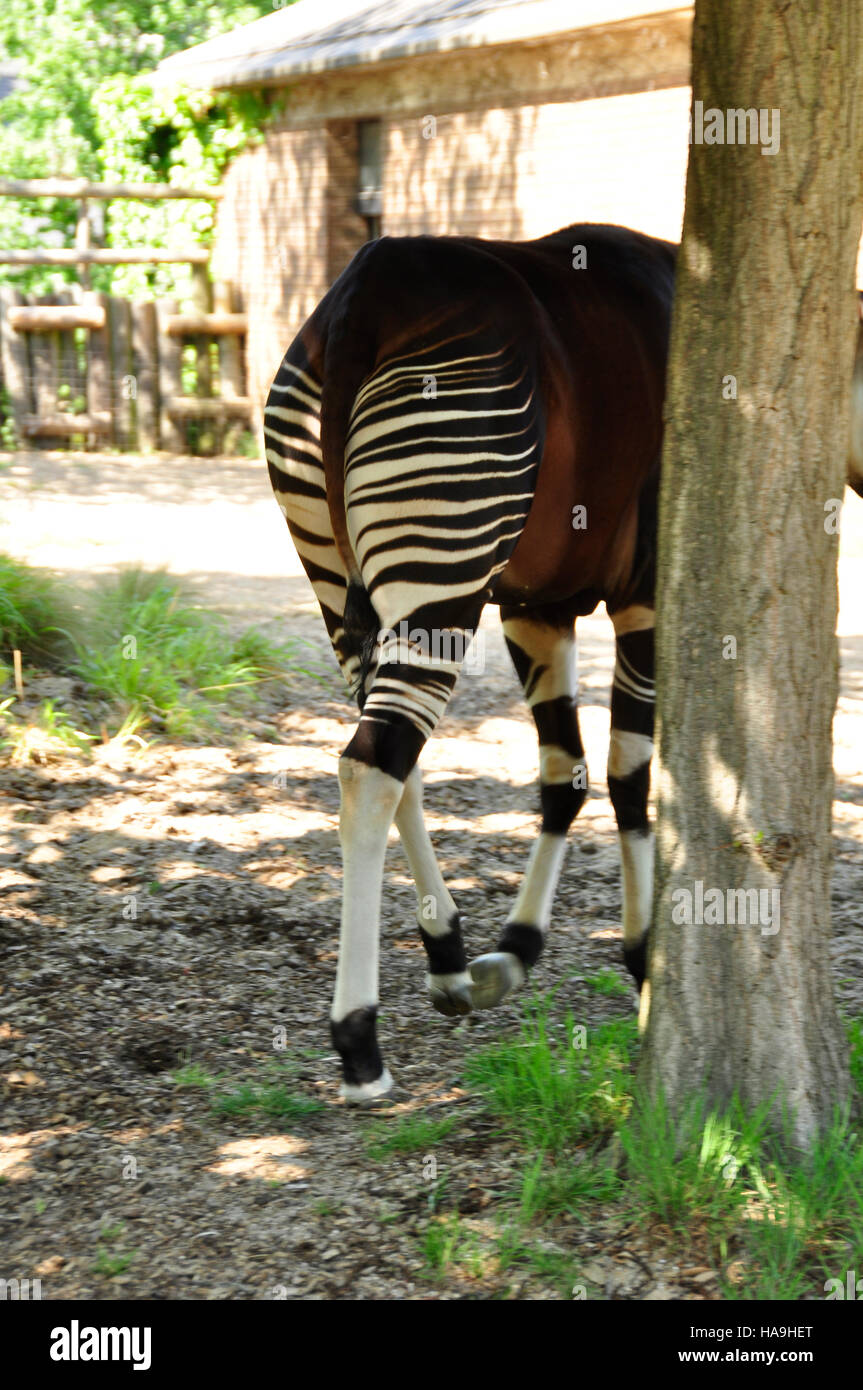 Okapi (Okapia johnstoni Stock Photo - Alamy