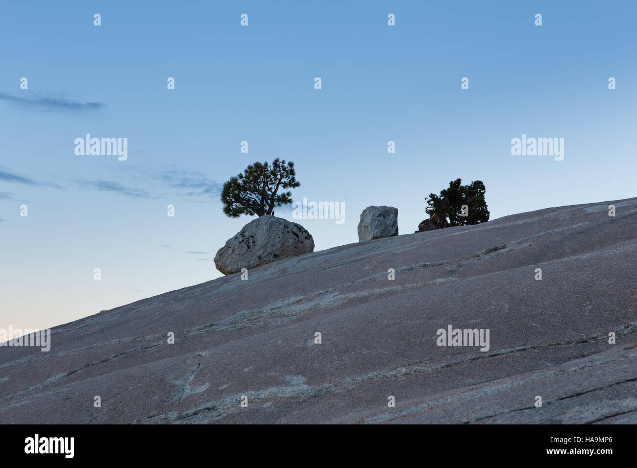 Jeffrey Pine tree (Pinus jeffreyi) standing alone at Olmsted Point Yosemite National Park Stock Photo