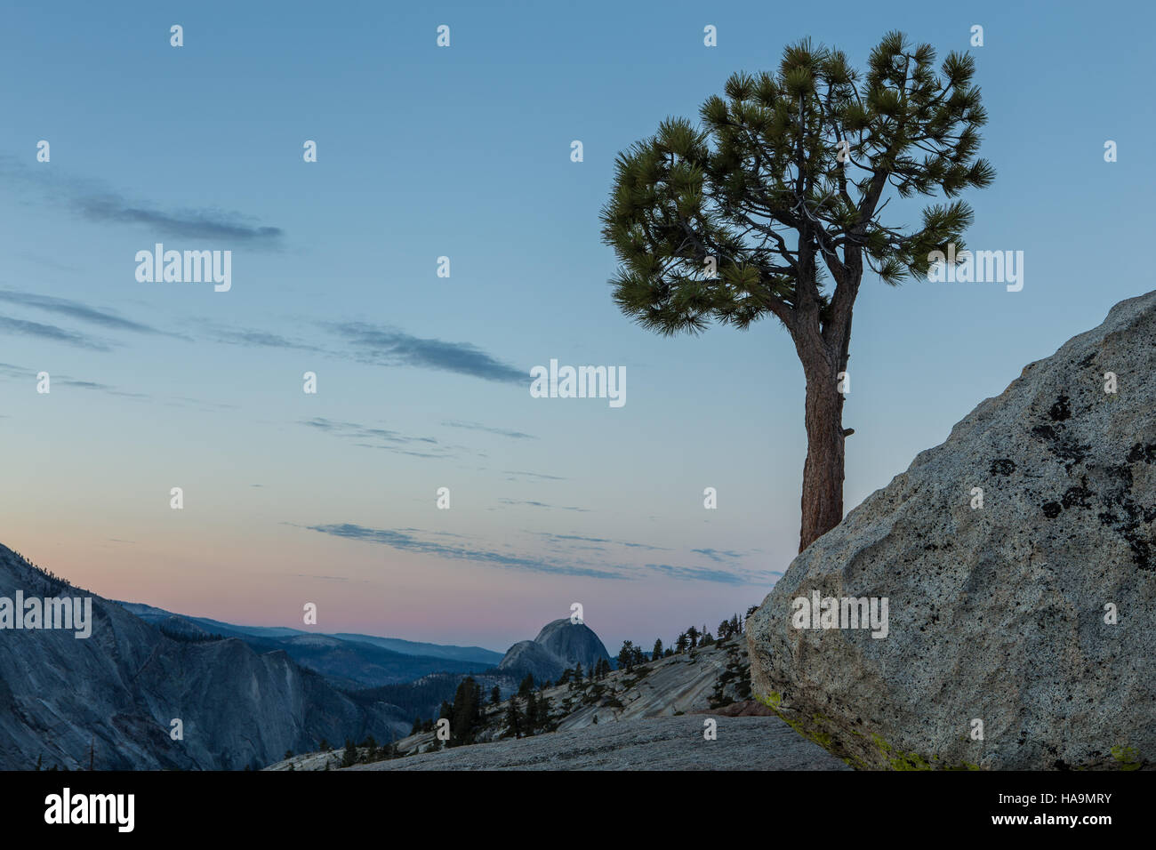 Jeffrey Pine tree (Pinus jeffreyi) standing alone at Olmsted Point Yosemite National Park with half dome in the background Stock Photo