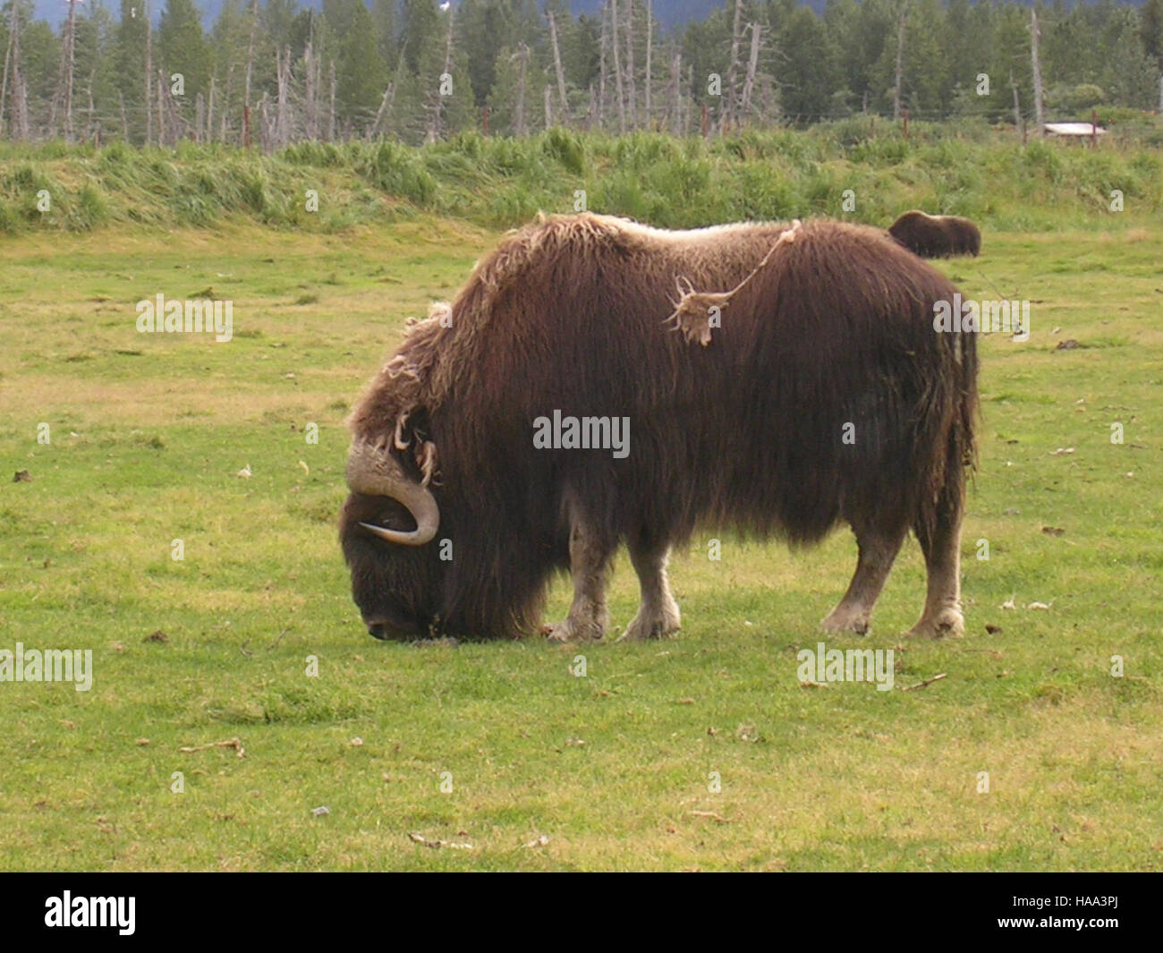 Resilient Animals Resilient species within hi-res stock photography and images - Alamy