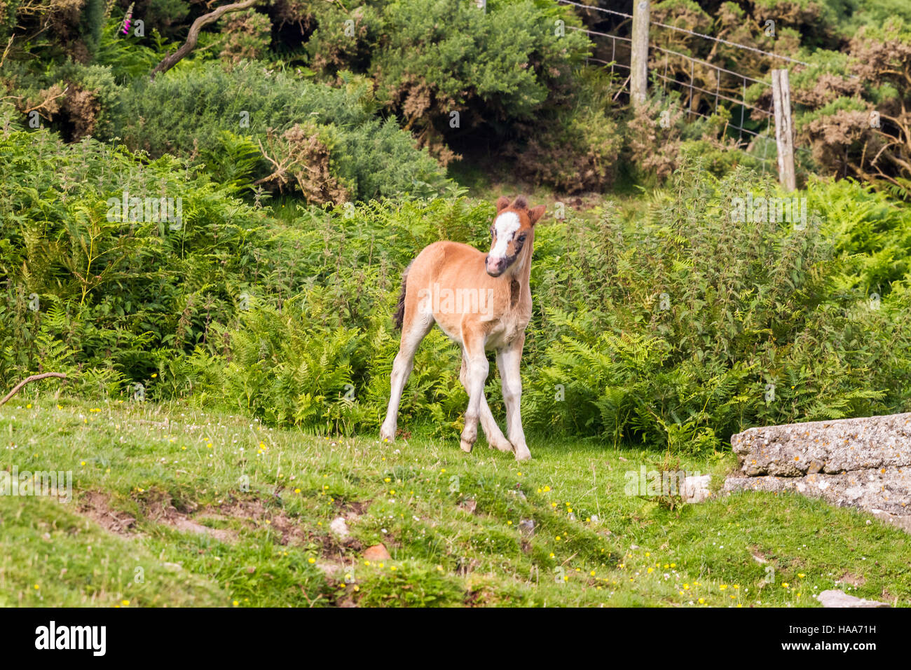 Foal on a pasture peering at the photographer Stock Photo