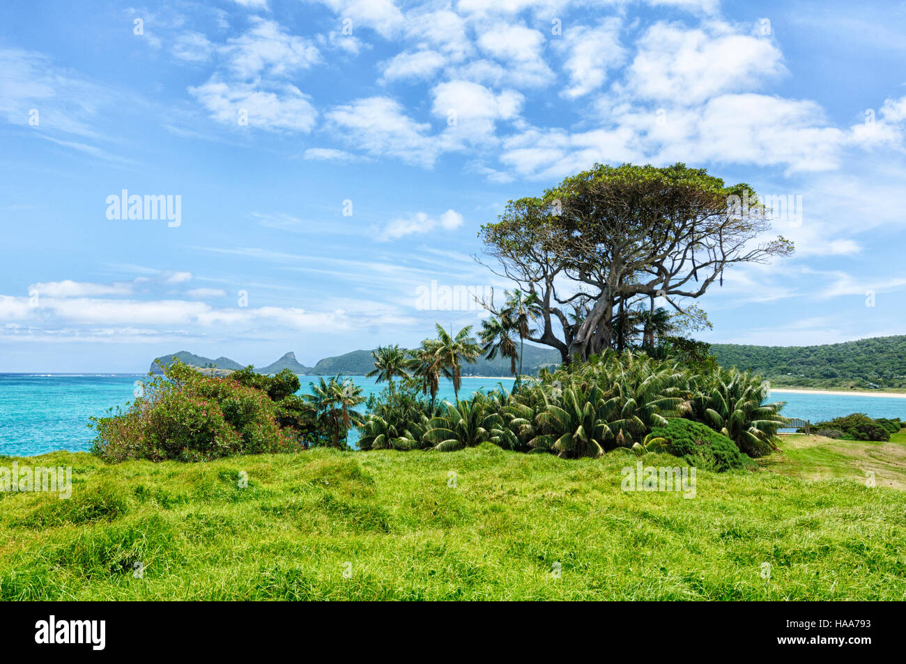 Lone Banyan tree and palms, Lord Howe Island, New South Wales, NSW