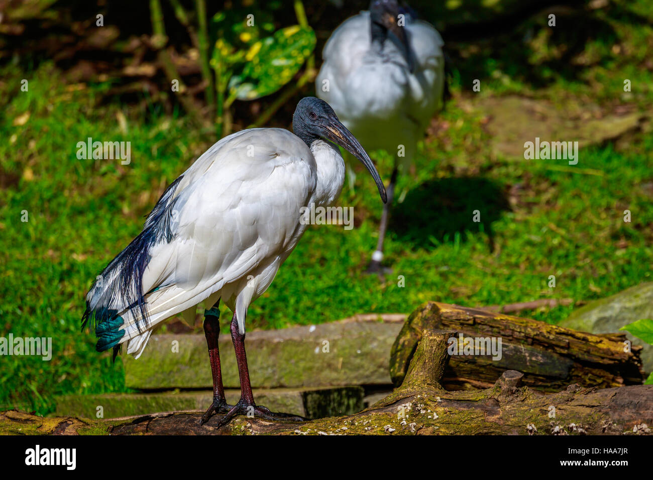 An African Sacred Ibis perches on the meadow. Stock Photo