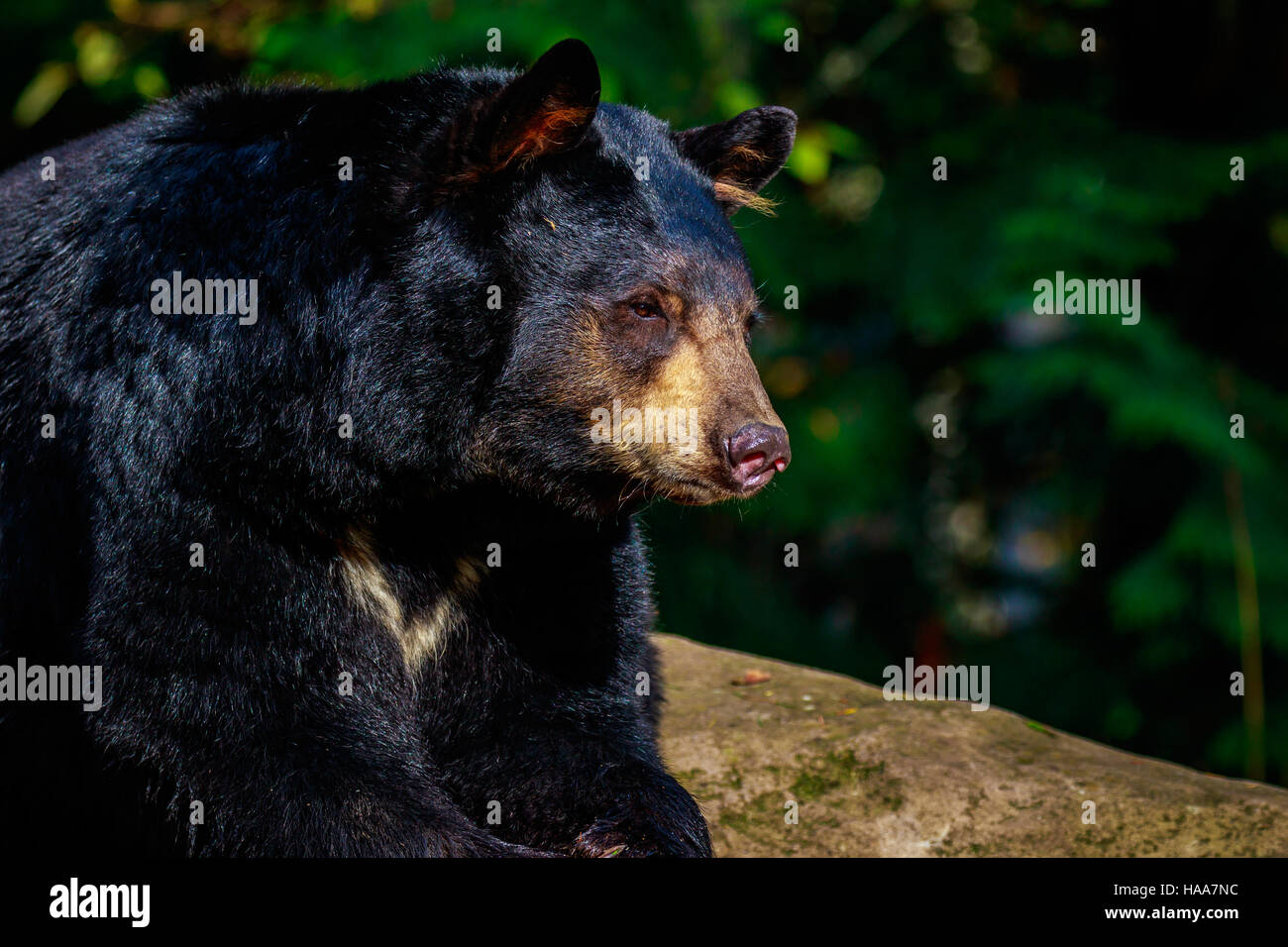 Close-up of an american black bear, sunbathing on a rock. Stock Photo