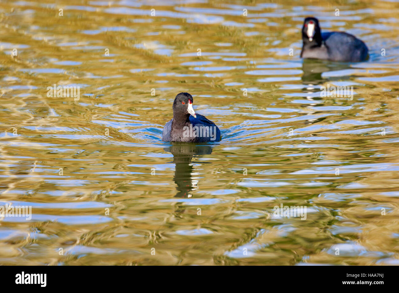 American Coot swim in the lake, with reflection in water. Stock Photo