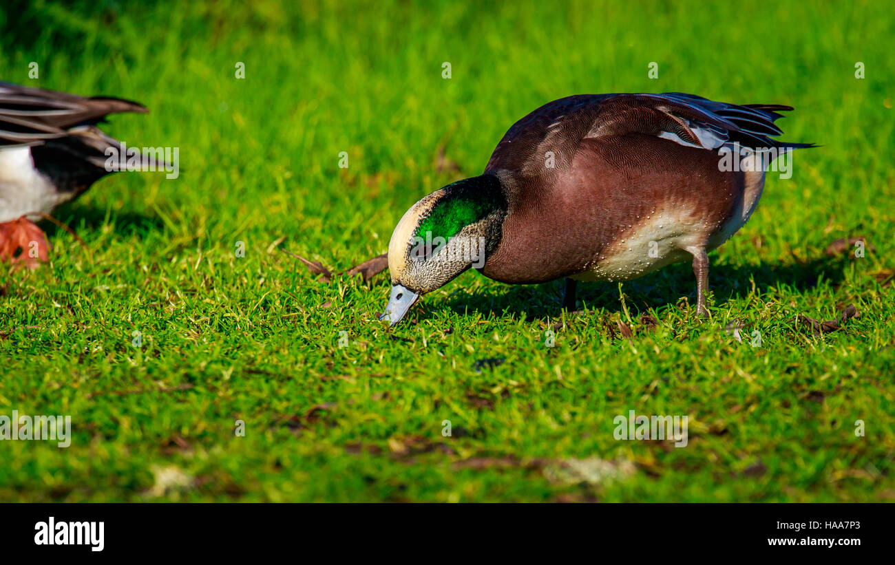 Male American wigeon feeding on the grass, under the sun. Stock Photo