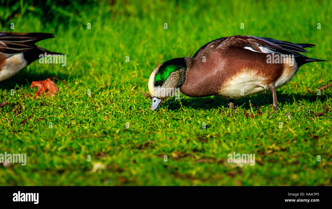 Male American wigeon feeding on the grass, under the sun. Stock Photo