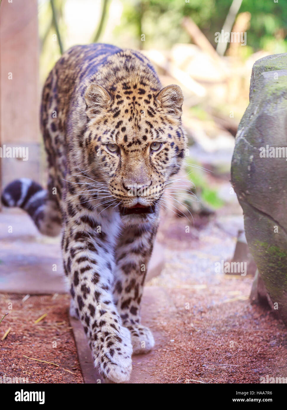 Amur leopard walking camera hi-res stock photography and images - Alamy