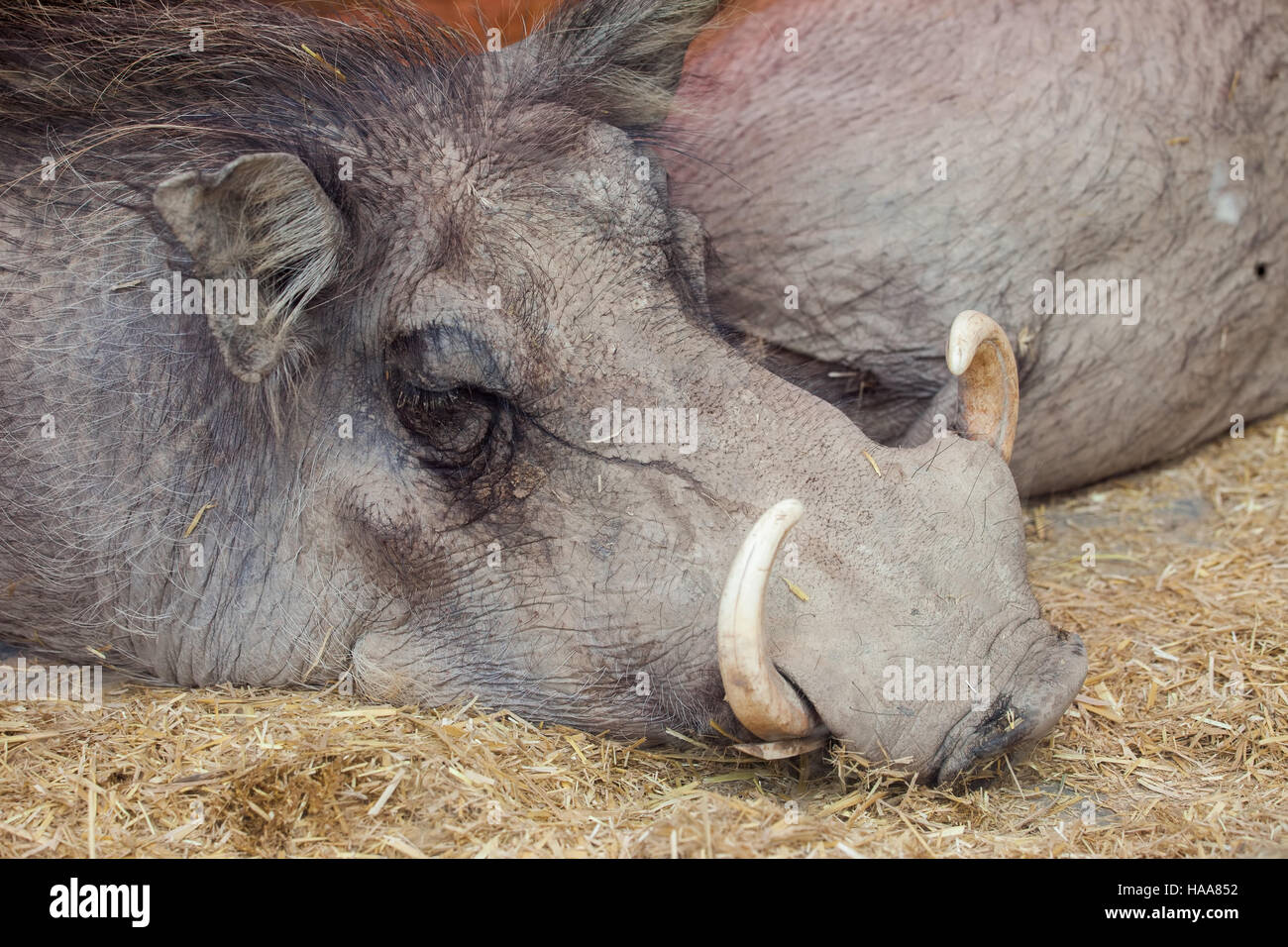 Sleeping warthog - Phacochoerus africanus, wild pig in the family Suidae Stock Photo