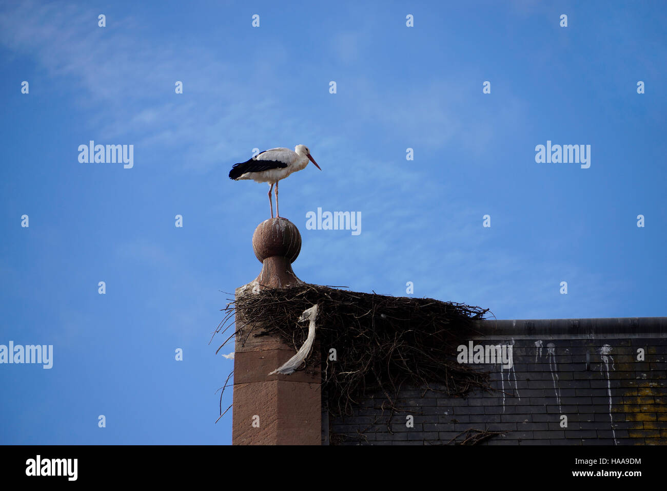 Weissstorch Ciconia ciconia in nest on church roof, Munster, Alasace, France Stock Photo
