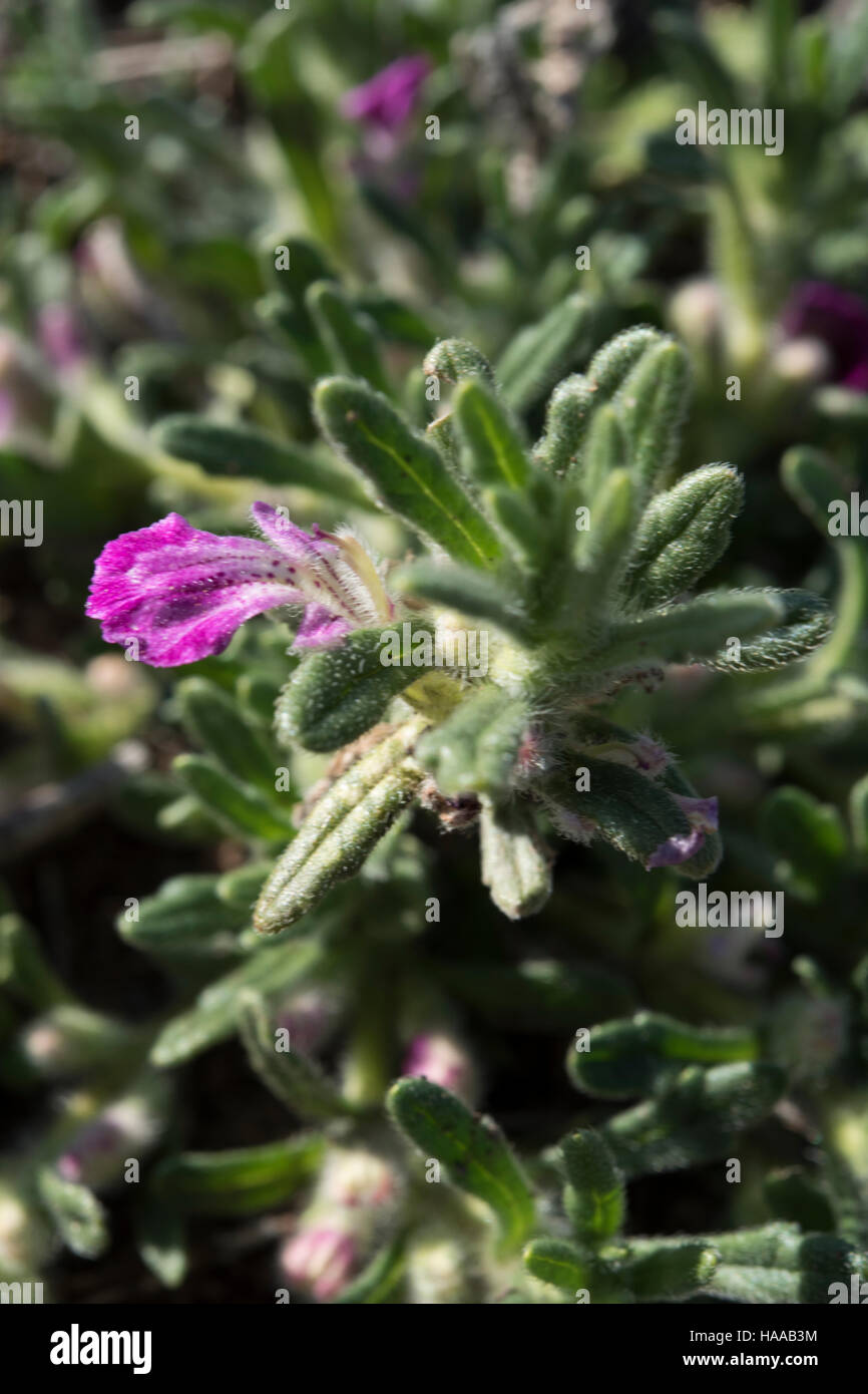 Ajuga iva, growing in a gypsum quarry, Spain. November. Stock Photo