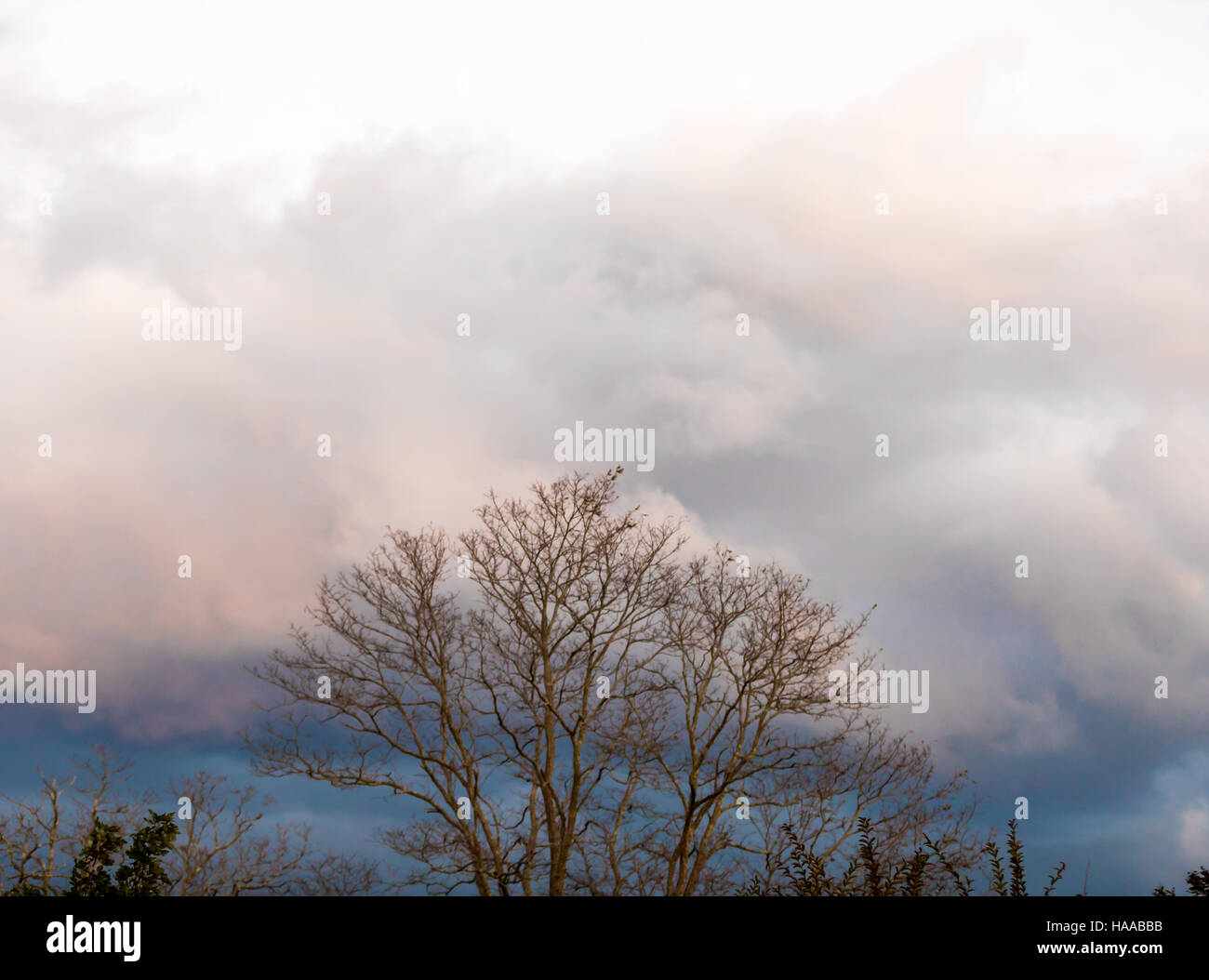 tree without leave against an amazing Fall sky Stock Photo