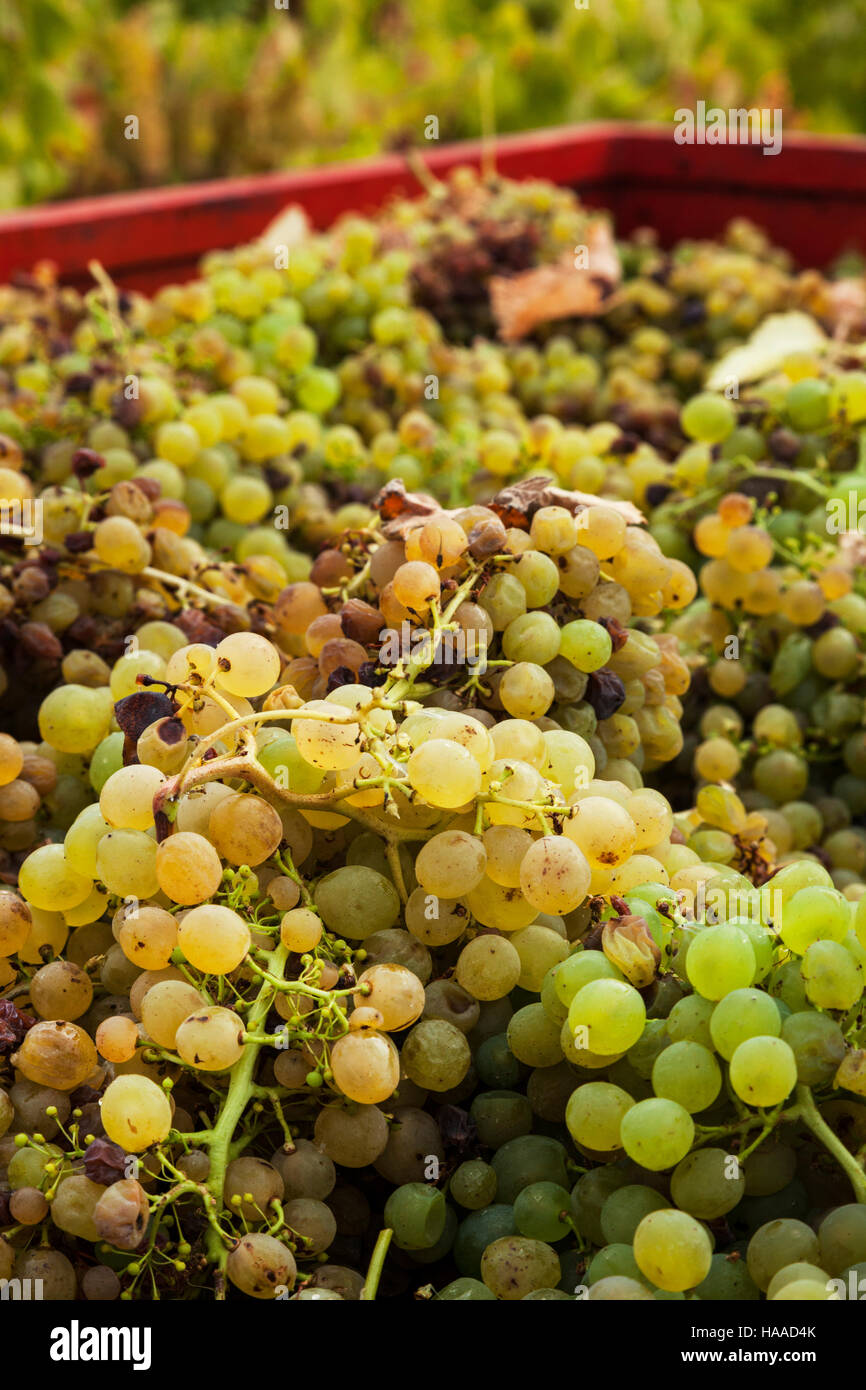 Harvested grapes in truck Stock Photo