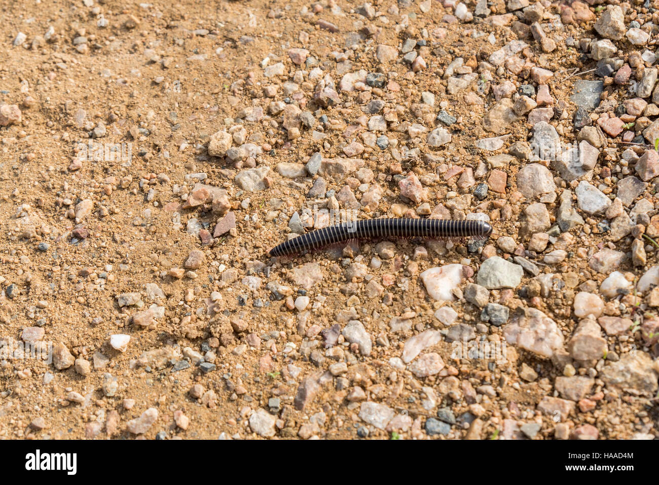 Centipede walking down the land, Chilopoda Stock Photo