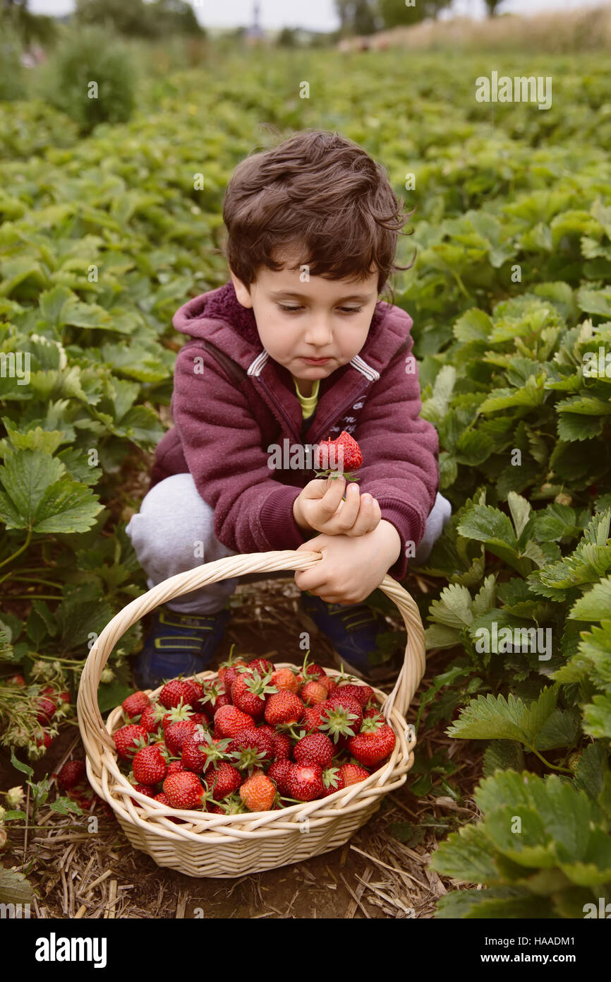 Little boy having fun on strawberry farm. Cute boy child eating healthy organic food, fresh strawberries. Stock Photo