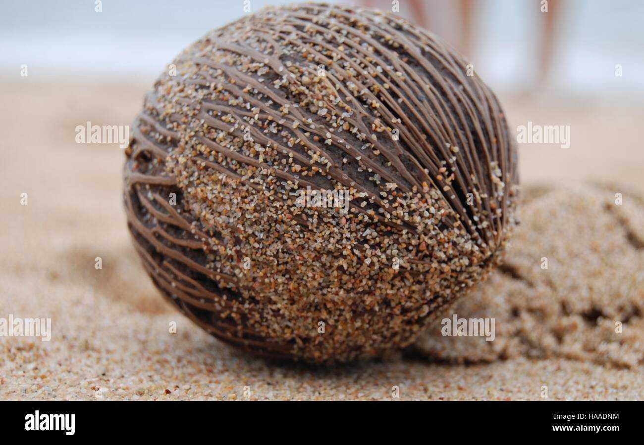 Brown coconut on the beach near sea Stock Photo Alamy