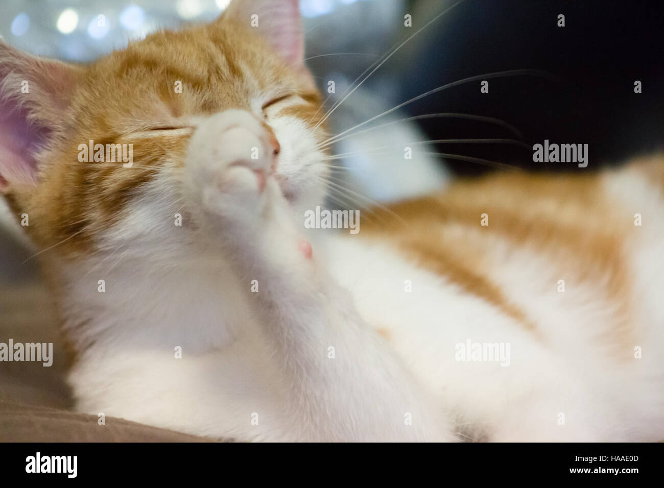 Cute orange and white kitten resting on sofa Stock Photo - Alamy