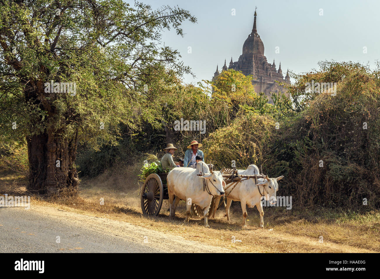 Ox cart carrying burmese family on dusty road around a temple in Bagan Stock Photo