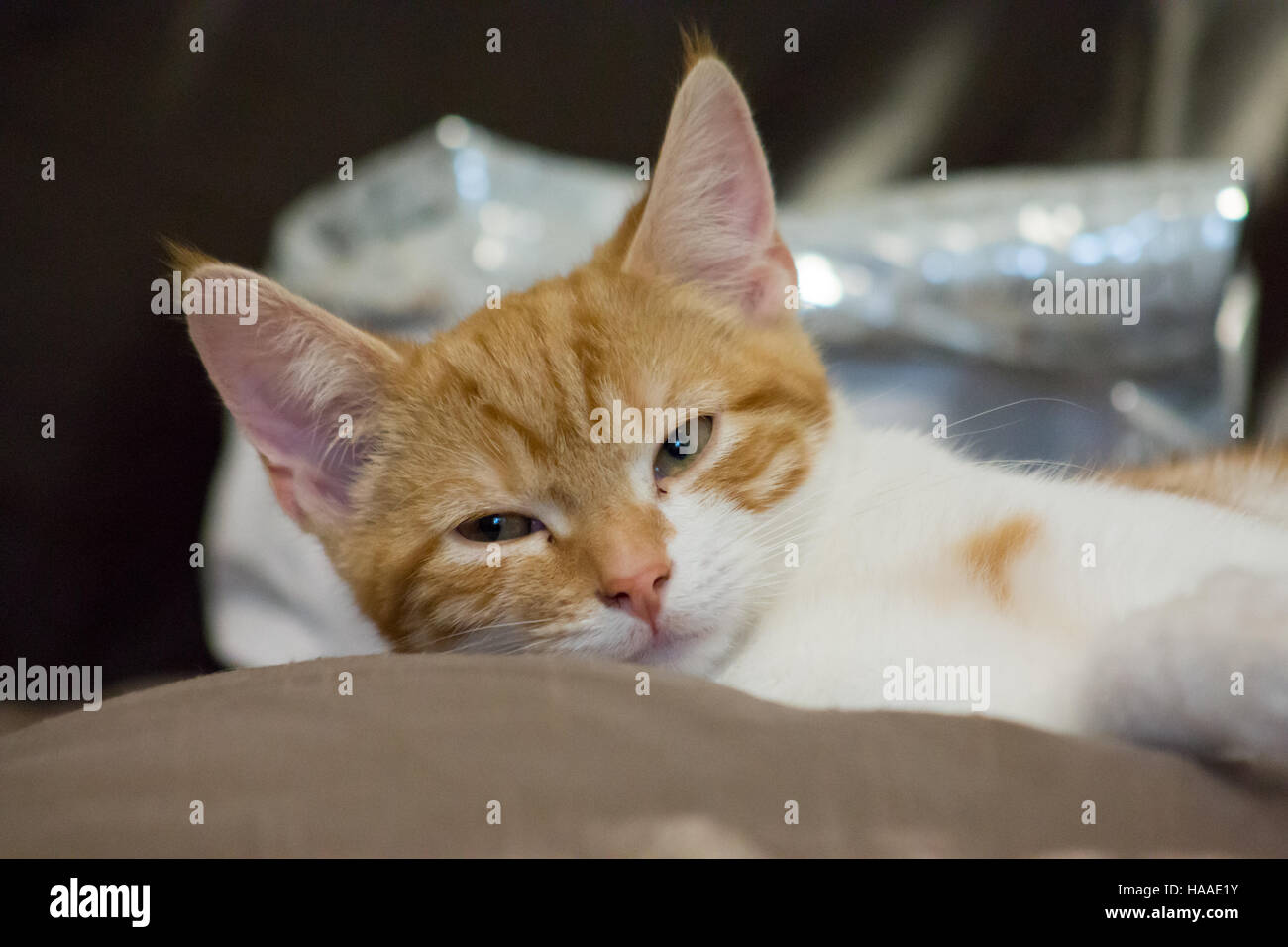 Cute orange and white kitten resting on sofa Stock Photo - Alamy
