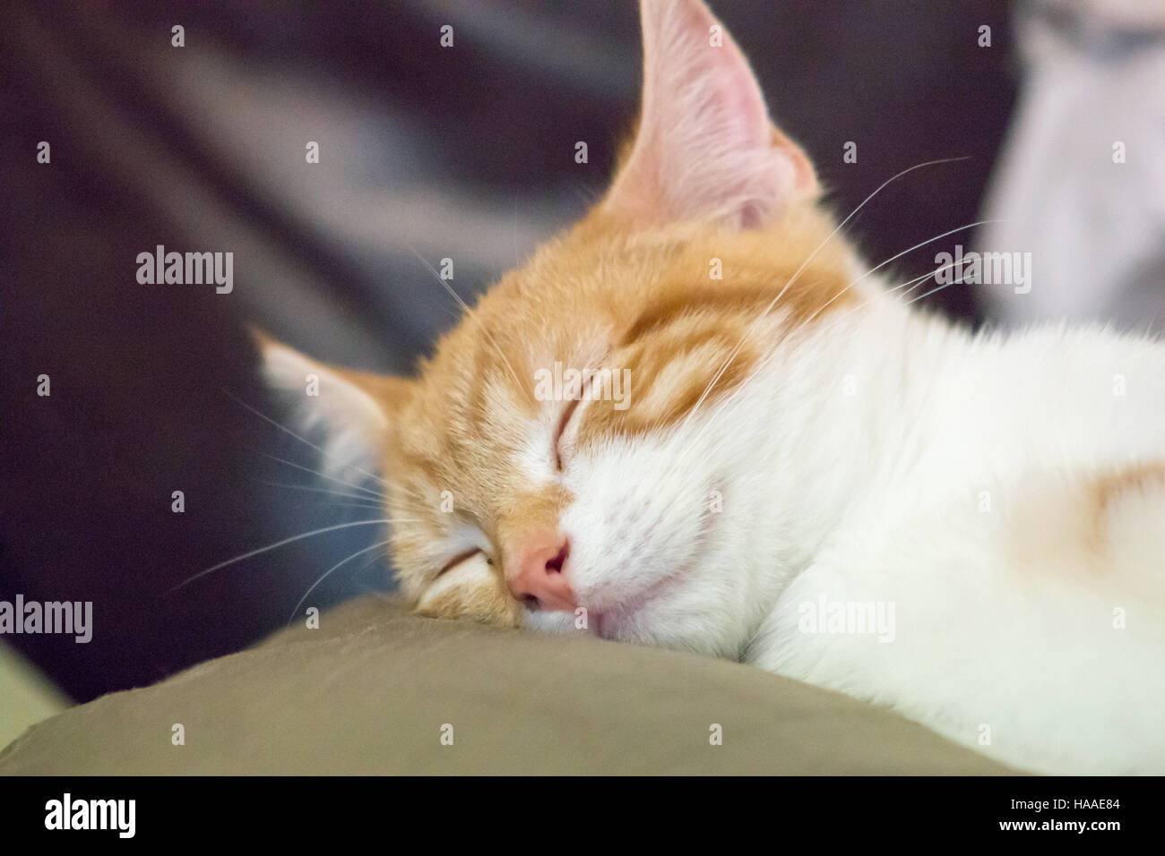 Cute orange and white kitten resting on sofa Stock Photo - Alamy