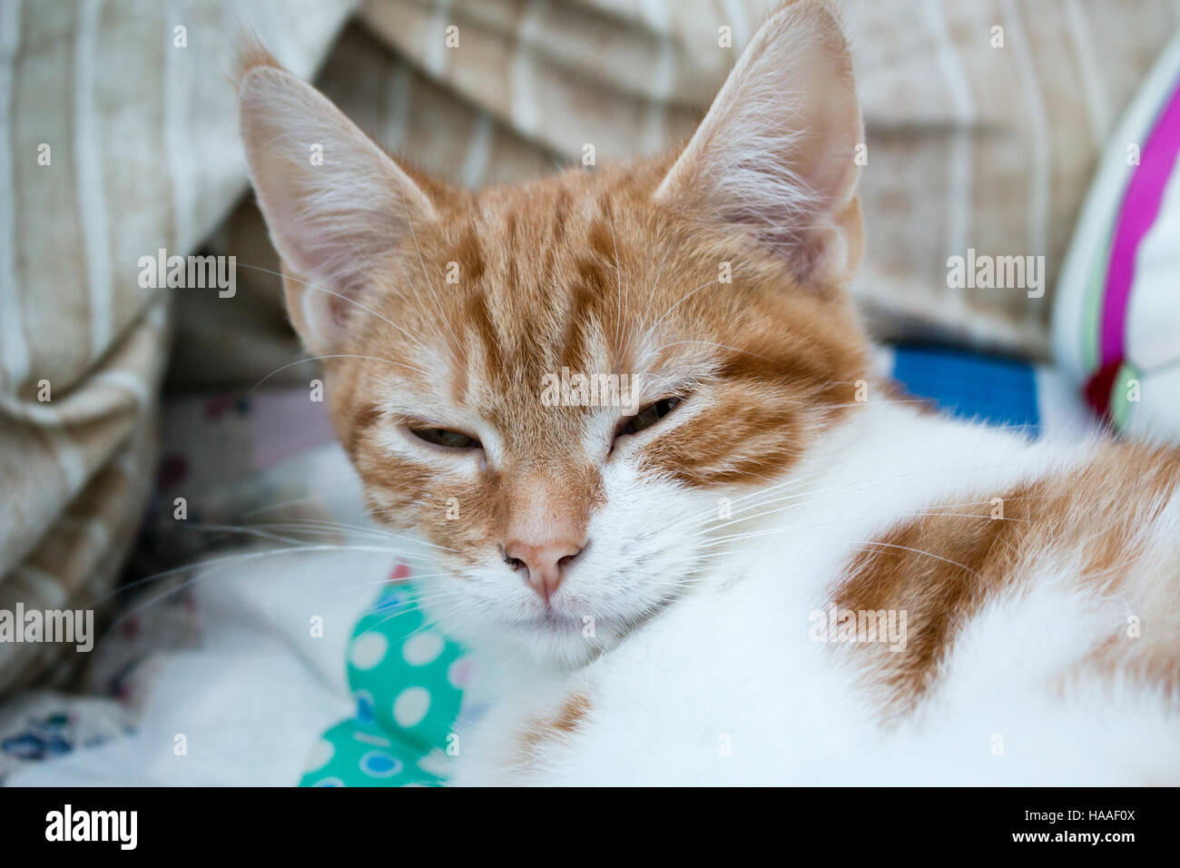 Cute orange and white kitten resting on sofa Stock Photo - Alamy