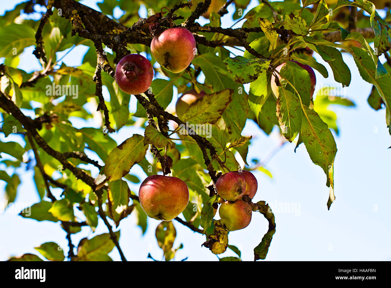 Apple tree branch with ripe red apples ready to harvest Stock Photo - Alamy