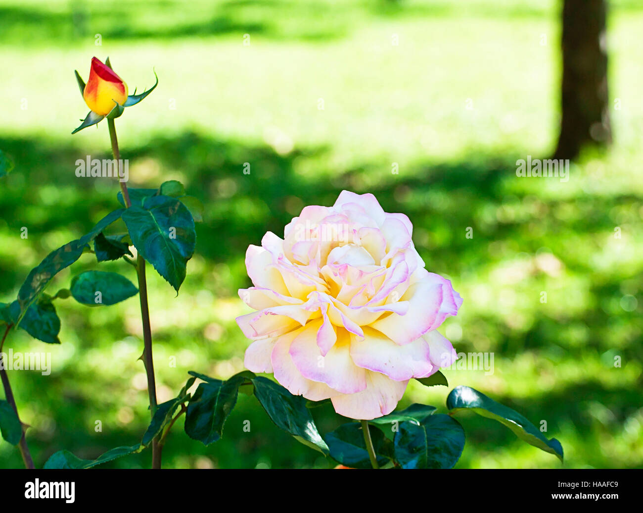 Variegated rose hi-res stock photography and images - Alamy