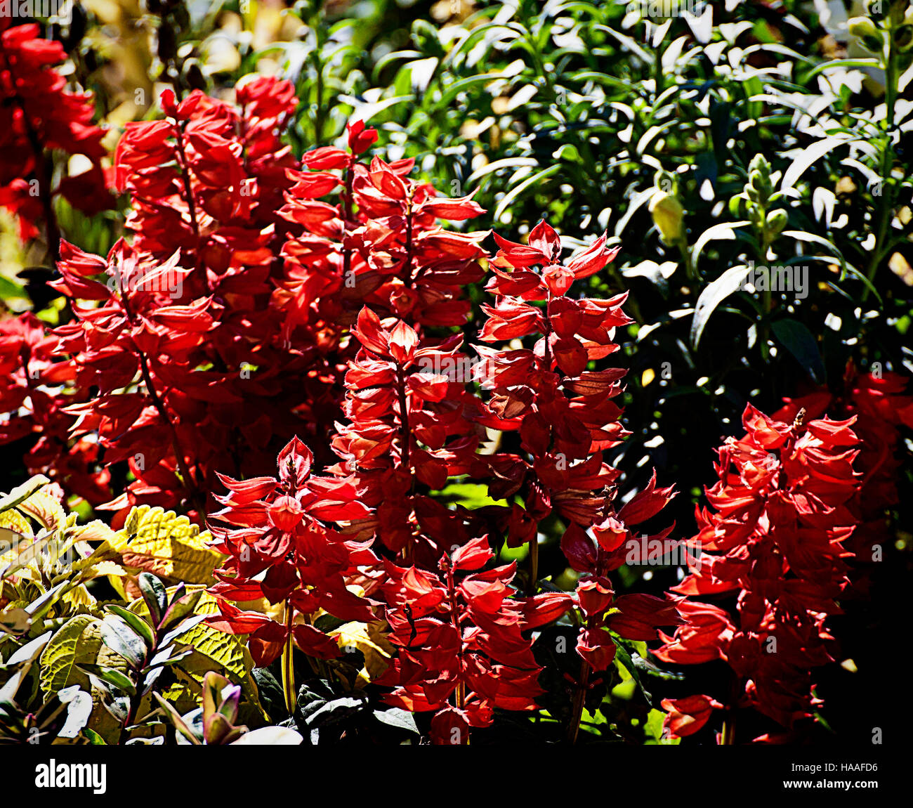 Bright red flowers of scarlet sage in garden in summer Stock Photo