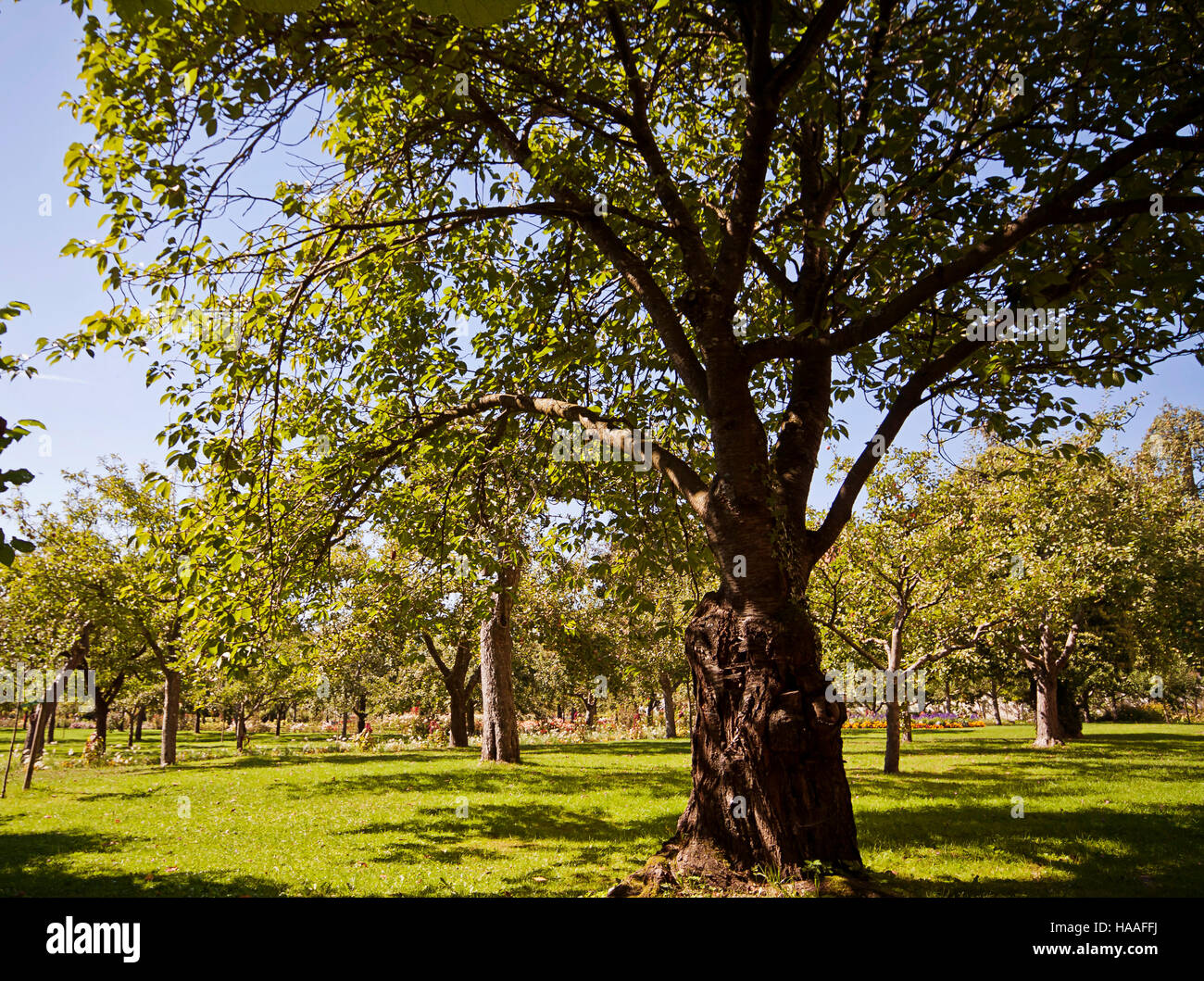 Farming and countryside, beautiful orchard view in summer Stock Photo ...