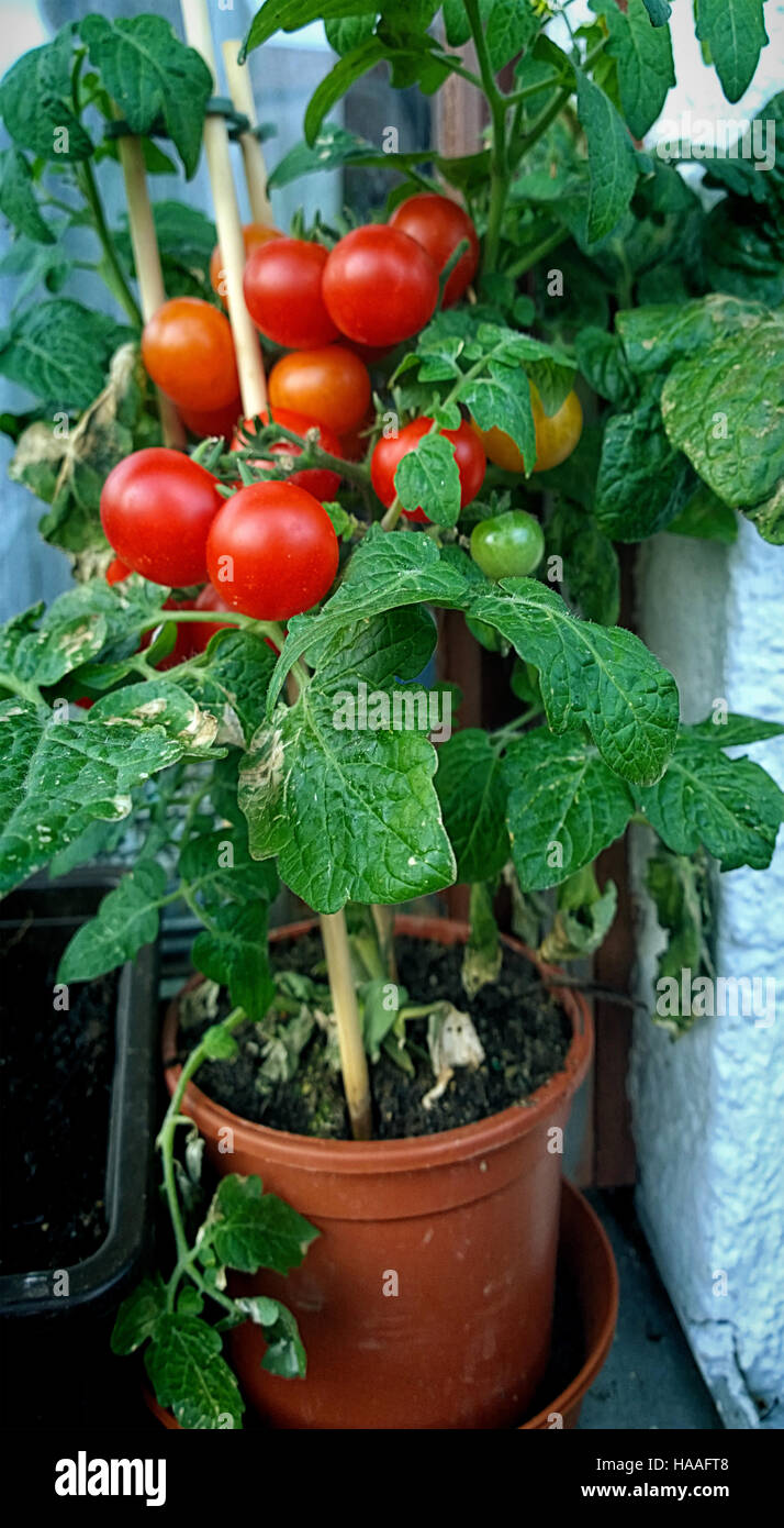 Gardening on the balcony, potted tomato plant with ripe cherry tomatoes to be harvested Stock Photo