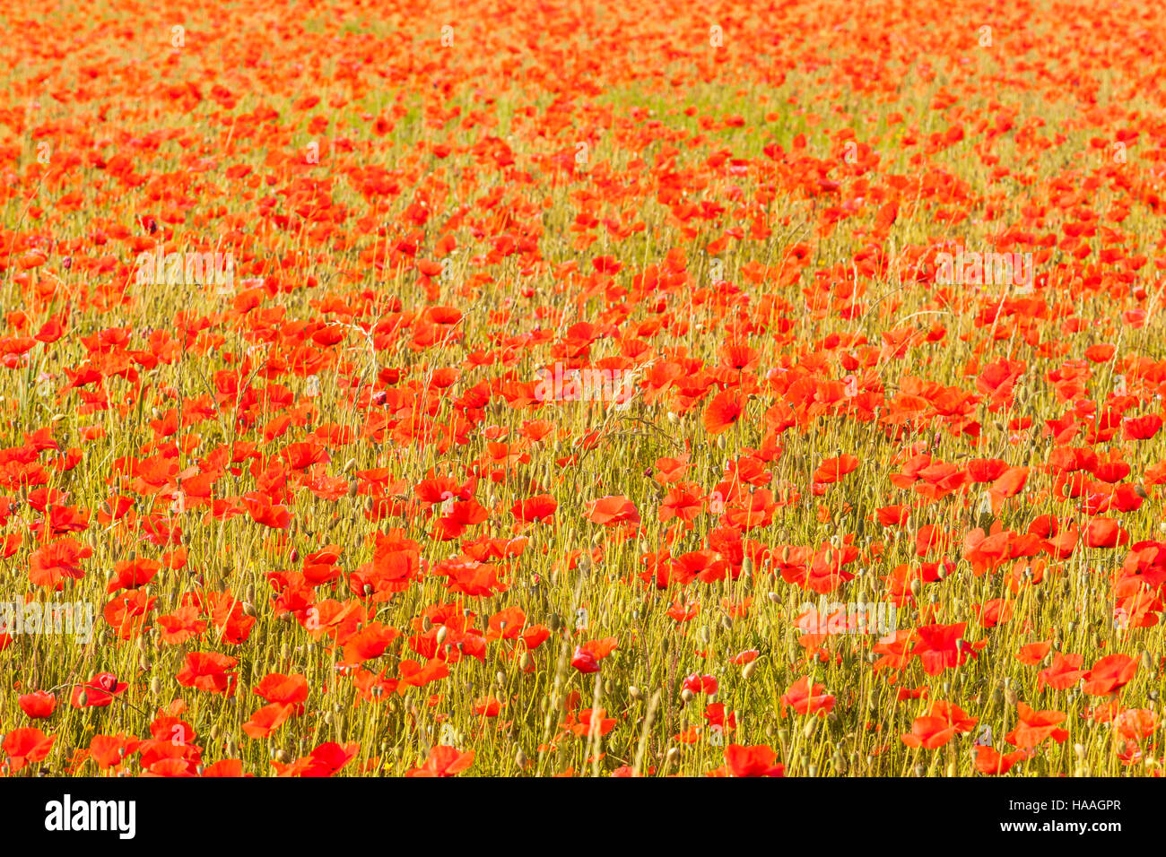 A field of poppies in France Stock Photo Alamy