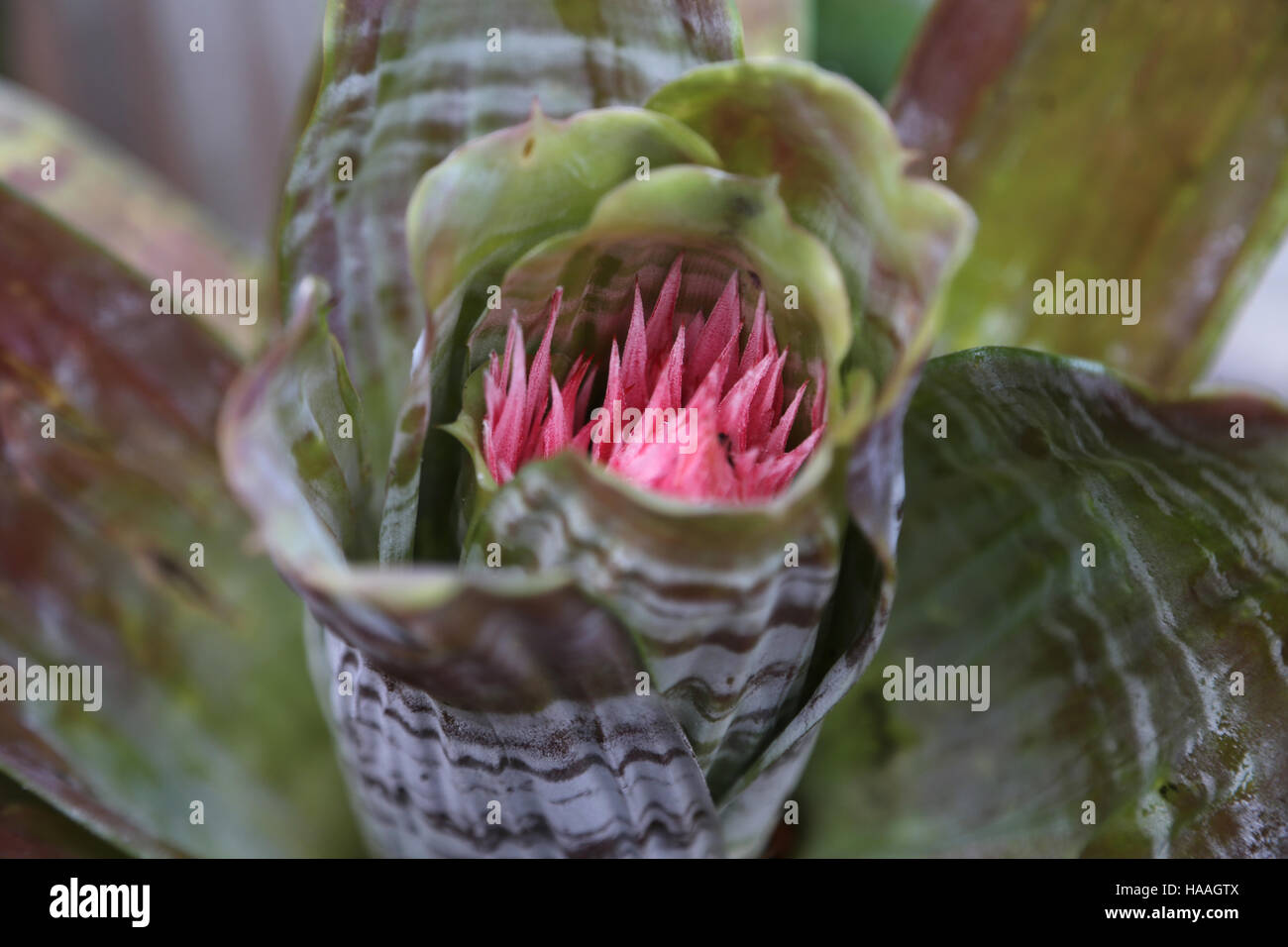 Close Up Of Aechmea Flowering Bromeliad Plant Stock Photo