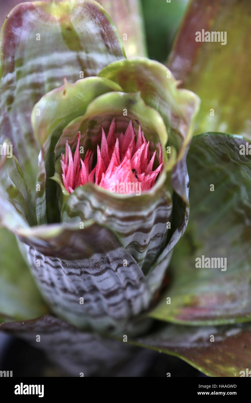 Close Up Of Aechmea Flowering Bromeliad Plant Stock Photo