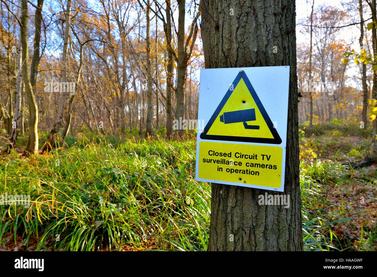 Sign on tree in woodland showing CCTV in operation Stock Photo - Alamy