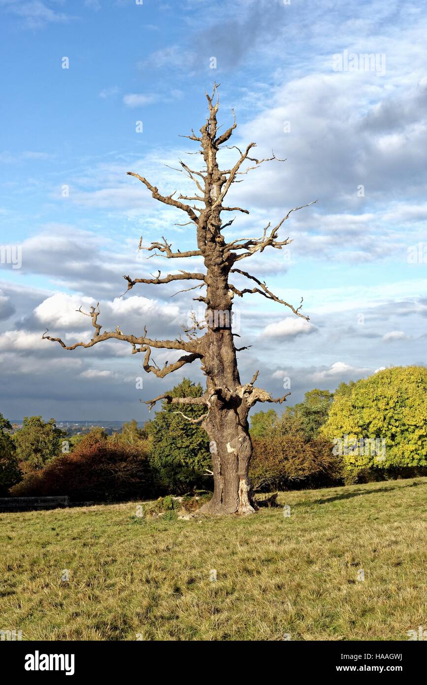 Dead English oak tree in parkland UK Stock Photo Alamy